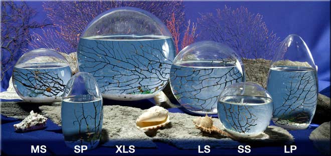 Gift for guys: EcoSphere