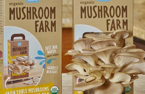 Mushroom Garden - Unique Gifts for Guys