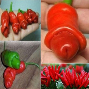 Penis peppers gift ideas for dad