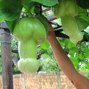 Porno melons gift idea for fathers day